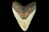 Huge, Fossil Megalodon Tooth - North Carolina #124950-1